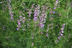 Vicia tenuifolia dalmatica