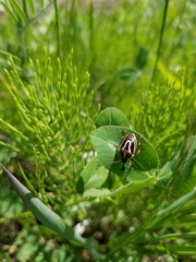 Perillus circumcinctus