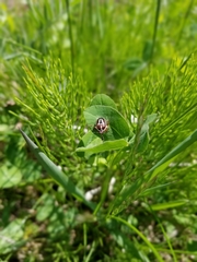 Perillus circumcinctus