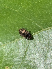 Brachys ovatus