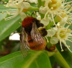Andrena fulva