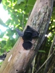 Auricularia