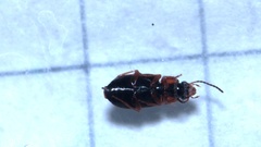 Acupalpus flavicollis