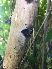Auricularia