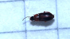 Acupalpus flavicollis