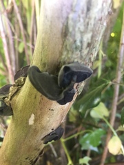 Auricularia