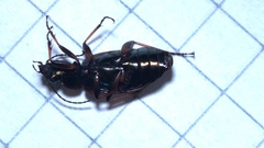 Agonum emarginatum
