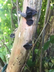 Auricularia