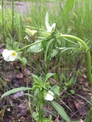Viola arvensis
