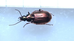 Agonum emarginatum