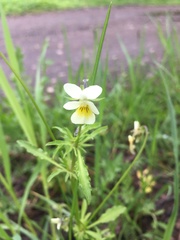 Viola arvensis