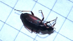 Agonum emarginatum
