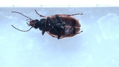 Agonum emarginatum