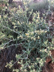 Mentzelia reverchonii