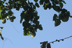 Ramphocaenus melanurus