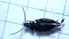 Agonum moestum