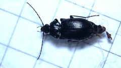 Agonum moestum