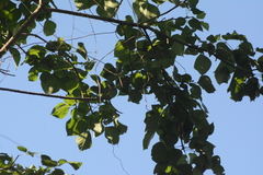 Ramphocaenus melanurus