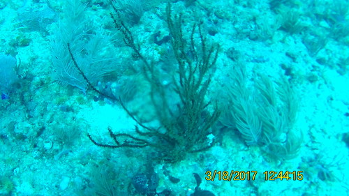 Antillogorgia bipinnata