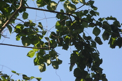 Ramphocaenus melanurus