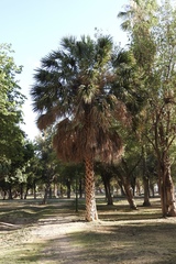 Sabal