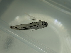 Ethmia monticola