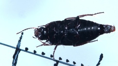 Amara communis