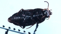 Amara communis