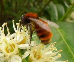 Andrena fulva