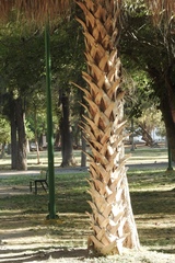 Sabal