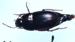 Amara communis
