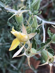 Mentzelia reverchonii