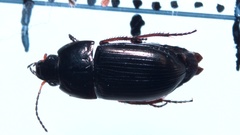 Amara communis