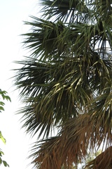 Sabal
