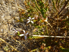Wahlenbergia tenella
