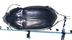 Amara lunicollis