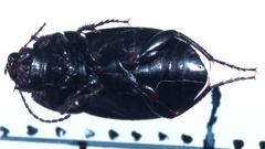 Amara lunicollis