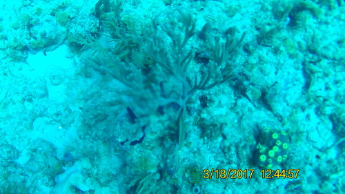 Plexauridae