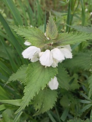 Lamium album