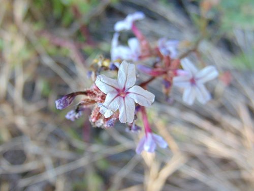 Europski vranjemil (Plumbago europaea)