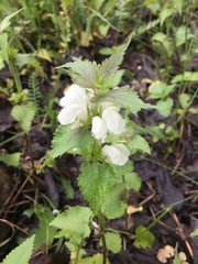 Lamium album
