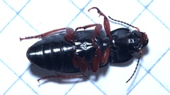 Anisodactylus binotatus