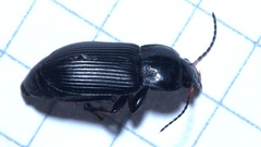 Anisodactylus binotatus