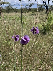 Hibiscus cannabinus