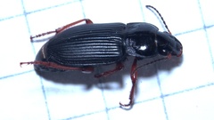 Anisodactylus binotatus