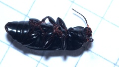 Anisodactylus binotatus