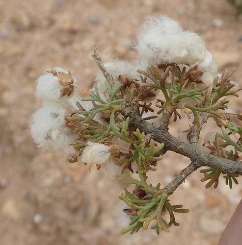 Image of Euryops multifidus by (c) Nicola van Berkel, some rights reserved (CC BY-SA)