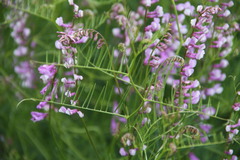 Vicia tenuifolia dalmatica