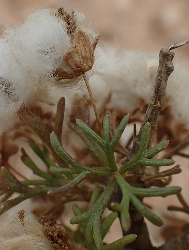 Image of Euryops multifidus by (c) Nicola van Berkel, some rights reserved (CC BY-SA)