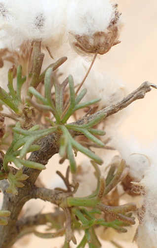 Image of Euryops multifidus by (c) Nicola van Berkel, some rights reserved (CC BY-SA)